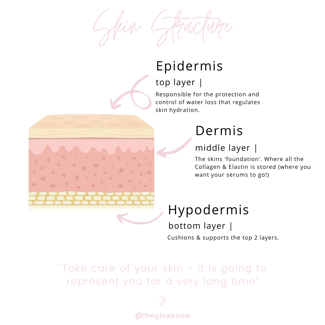 Skin Diagram - nutri beauty